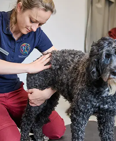 Chiropraktik für Hunde