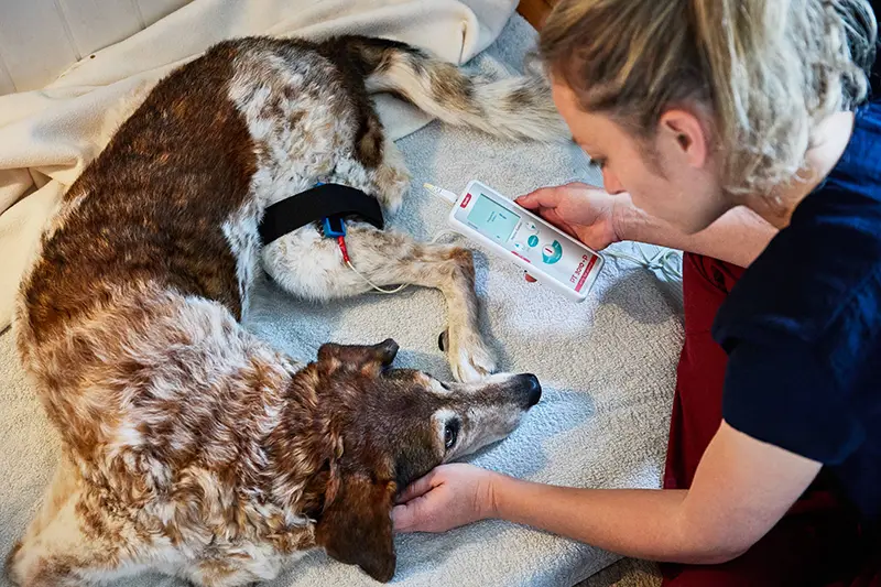 Elektrotherapie Hund