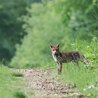 Füchse und Fuchsbandwurm