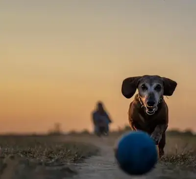 Arthrose beim Hund