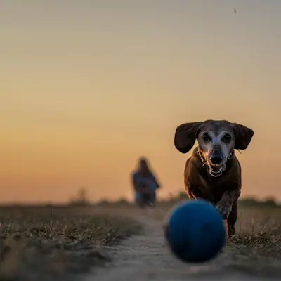 Arthrose beim Hund