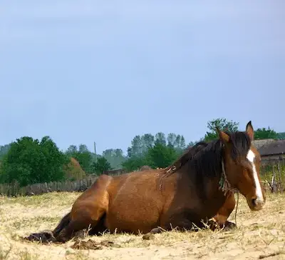 Equine Infetkiöse Anämie