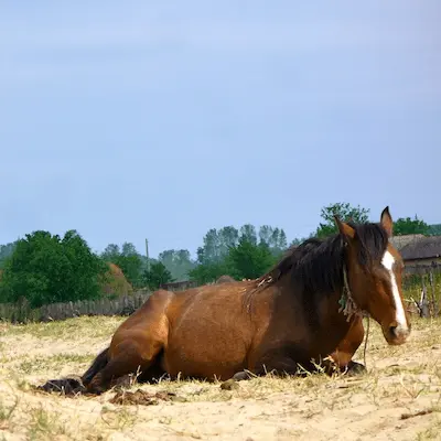 Equine Infetkiöse Anämie