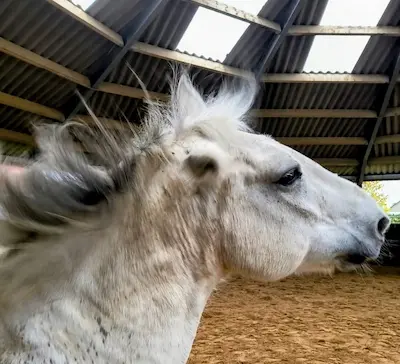 Pferd mit Kopfschlagen