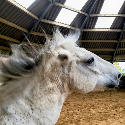 Pferd mit Kopfschlagen